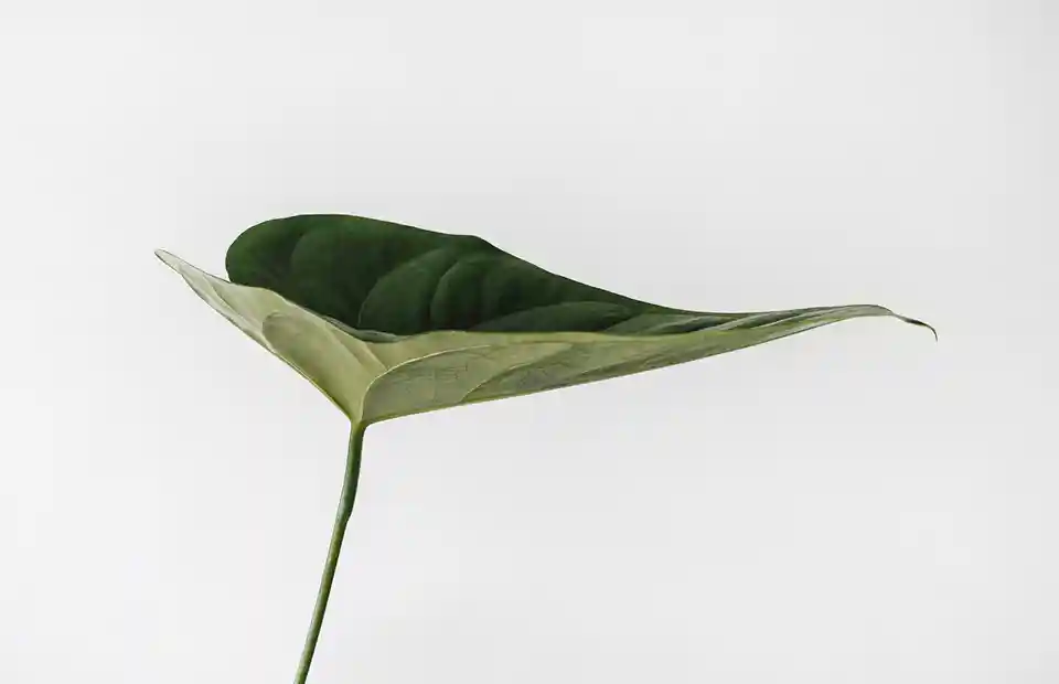 Hoja verde sobre fondo claro minimalista