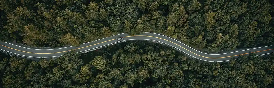 Carretera en un bosque
